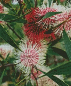 Hakea Plant Diamond Painting