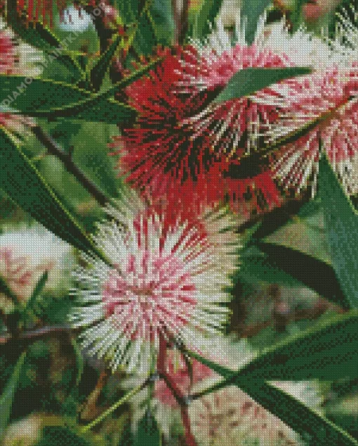 Hakea Plant Diamond Painting