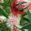 Hakea Plant Diamond Painting