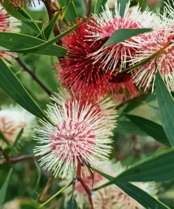 Hakea Plant Diamond Painting