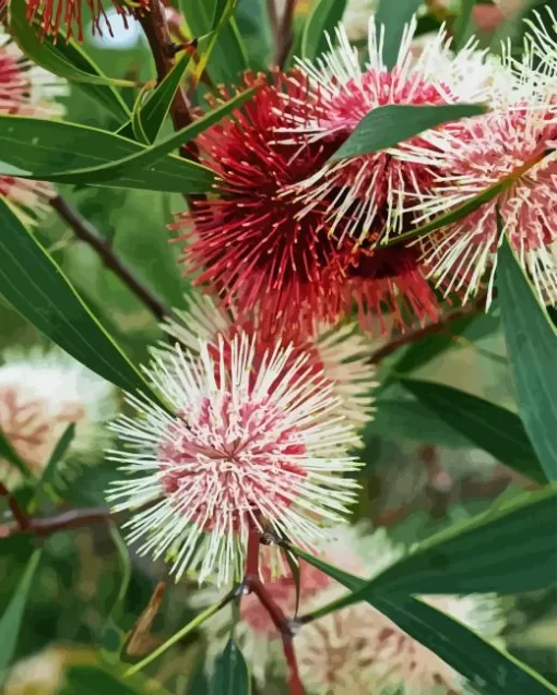 Hakea Plant Diamond Painting