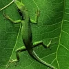 Jamaican Giant Anole Diamond Painting