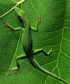 Jamaican Giant Anole Diamond Painting