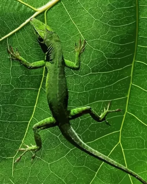 Jamaican Giant Anole Diamond Painting