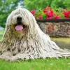 Komondor Diamond Painting