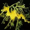 Leafy Seadragon Diamond Painting