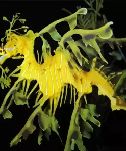 Leafy Seadragon Diamond Painting