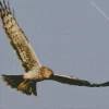 Marsh Harrier Flying Diamond Painting