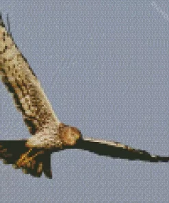 Marsh Harrier Flying Diamond Painting