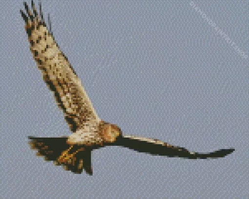 Marsh Harrier Flying Diamond Painting