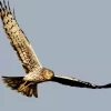 Marsh Harrier Flying Diamond Painting