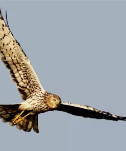 Marsh Harrier Flying Diamond Painting