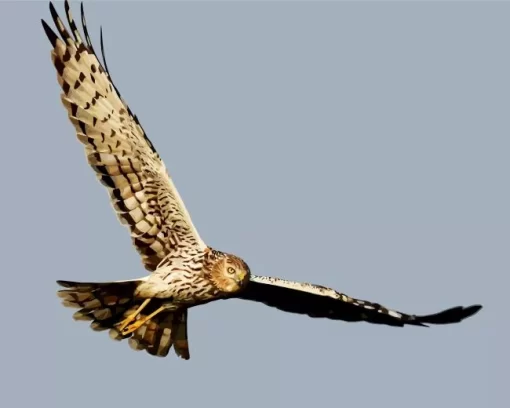 Marsh Harrier Flying Diamond Painting