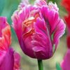 Pink Parrot Tulips Diamond Painting