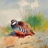 Red Legged Partridge Diamond Painting