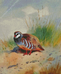 Red Legged Partridge Diamond Painting