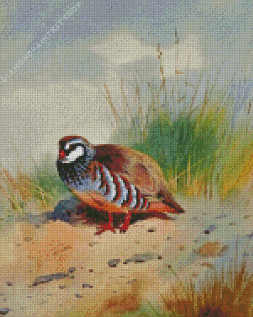 Red Legged Partridge Diamond Painting