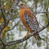 Red Shouldered Hawk Diamond Painting