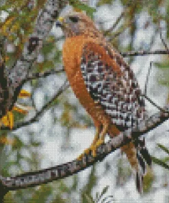 Red Shouldered Hawk Diamond Painting