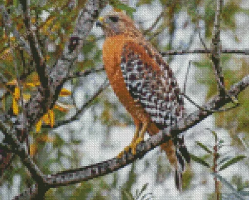 Red Shouldered Hawk Diamond Painting