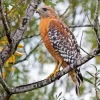 Red Shouldered Hawk Diamond Painting