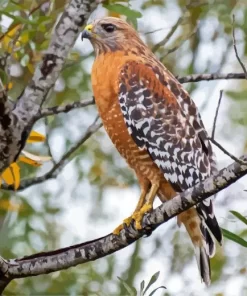 Red Shouldered Hawk Diamond Painting