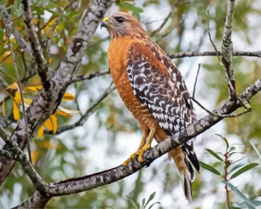 Red Shouldered Hawk Diamond Painting