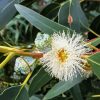 Tasmanian Blue Gum Diamond Painting