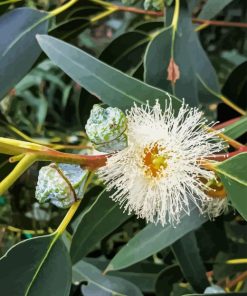 Tasmanian Blue Gum Diamond Painting