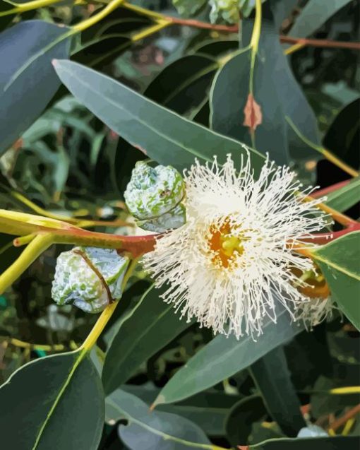 Tasmanian Blue Gum Diamond Painting