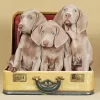 Adorable Grey Weimaraner Diamond Painting