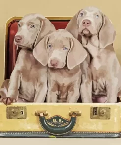 Adorable Grey Weimaraner Diamond Painting