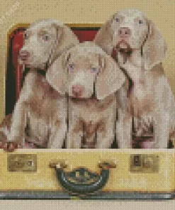 Adorable Grey Weimaraner Diamond Painting