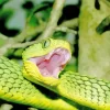 African Bush Viper Diamond Painting