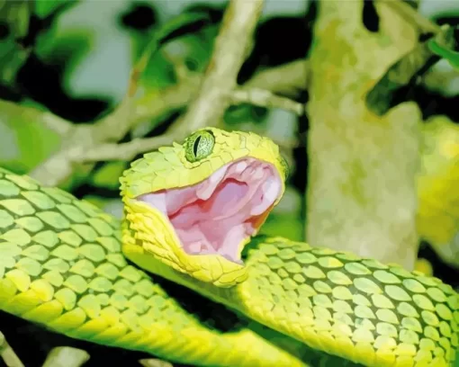 African Bush Viper Diamond Painting