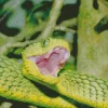 African Bush Viper Diamond Painting