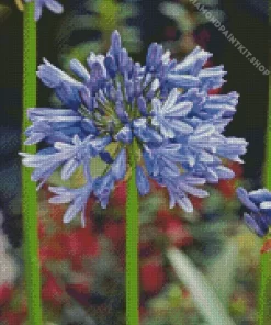 Agapanthus Diamond Painting