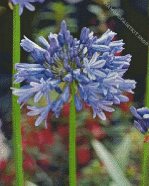 Agapanthus Diamond Painting