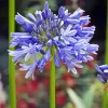 Agapanthus Diamond Painting