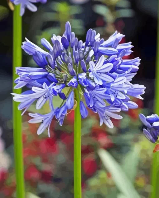 Agapanthus Diamond Painting