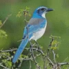 Aphelocoma On Branch Diamond Painting