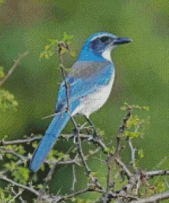 Aphelocoma On Branch Diamond Painting