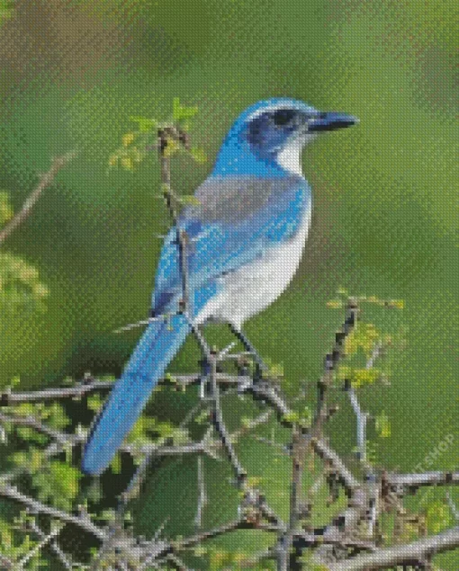 Aphelocoma On Branch Diamond Painting