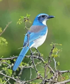 Aphelocoma On Branch Diamond Painting