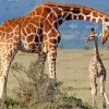 Baby And Mom Giraffe Diamond Painting