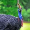 Black Cassowary Diamond Painting