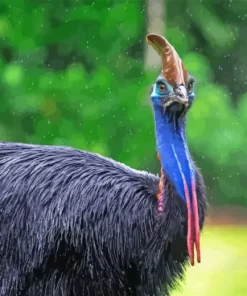 Black Cassowary Diamond Painting