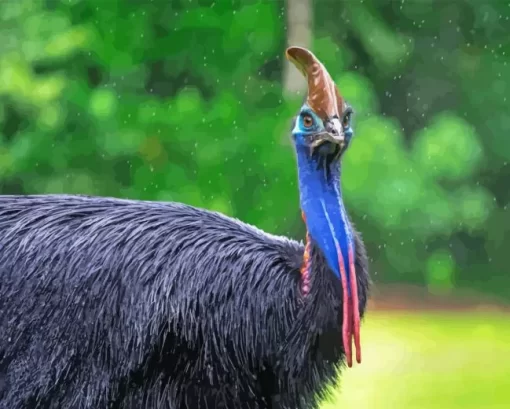 Black Cassowary Diamond Painting