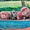 Black Vs Chocolate Labs Diamond Painting