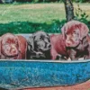 Black Vs Chocolate Labs Diamond Painting